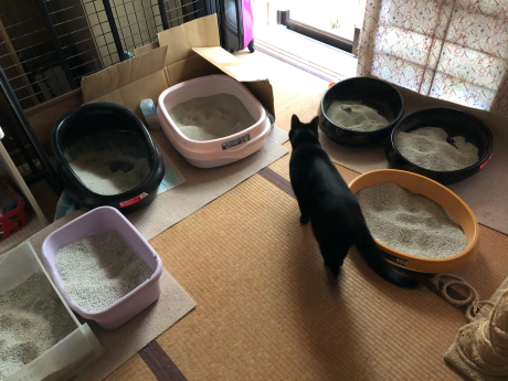 続・猫がいっぱいいると_e0355177_12444395.jpg