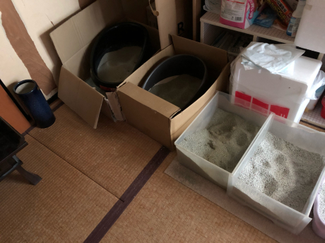 続・猫がいっぱいいると_e0355177_12444477.jpg