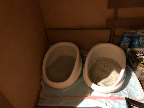 続・猫がいっぱいいると_e0355177_12444642.jpg