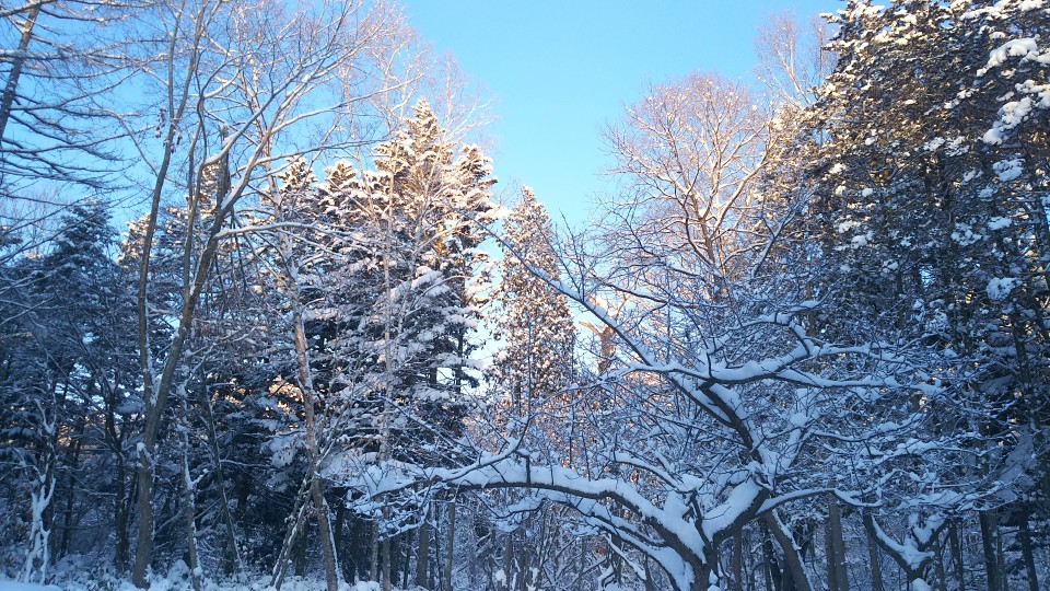 雪はふるふる、雪は降る_b0343293_22004459.jpg