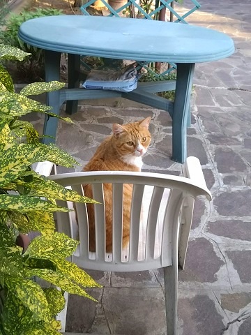 椅子に座る猫 Gatto エミリアからの便り