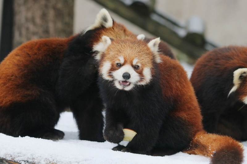 大森山のレッサーパンダ コツメカワウソファミリー レサパン日和