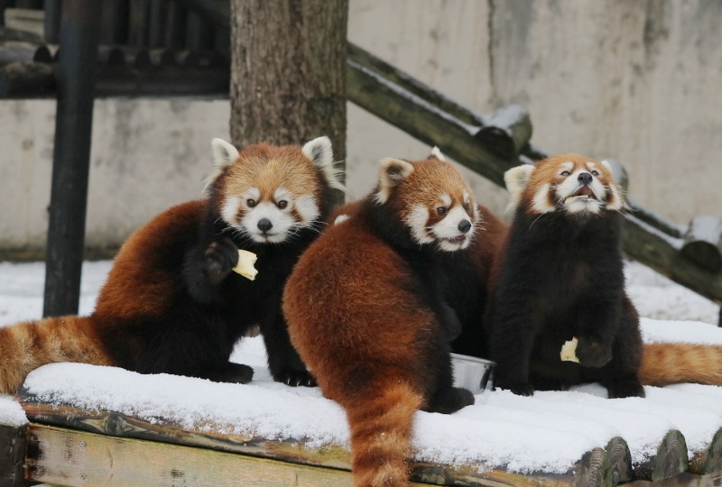 大森山のレッサーパンダ＆コツメカワウソファミリー : レサパン日和