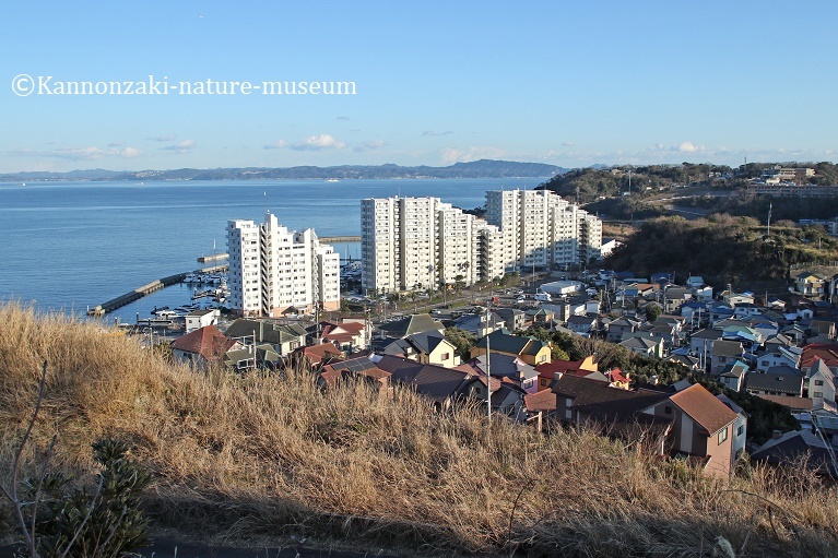 浦賀の町を歩く_a0386621_14333526.jpg