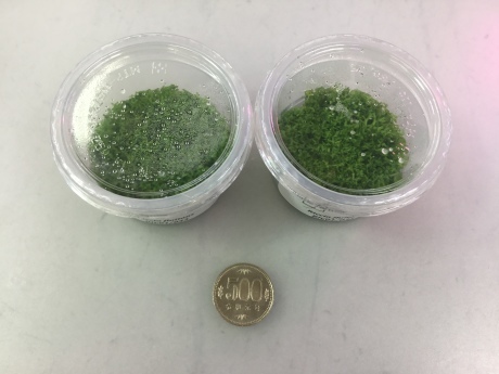 200213 熱帯魚 金魚 めだか 水草_f0189122_15050768.jpeg