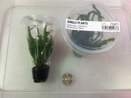 200213 熱帯魚 金魚 めだか 水草_f0189122_15062099.jpeg