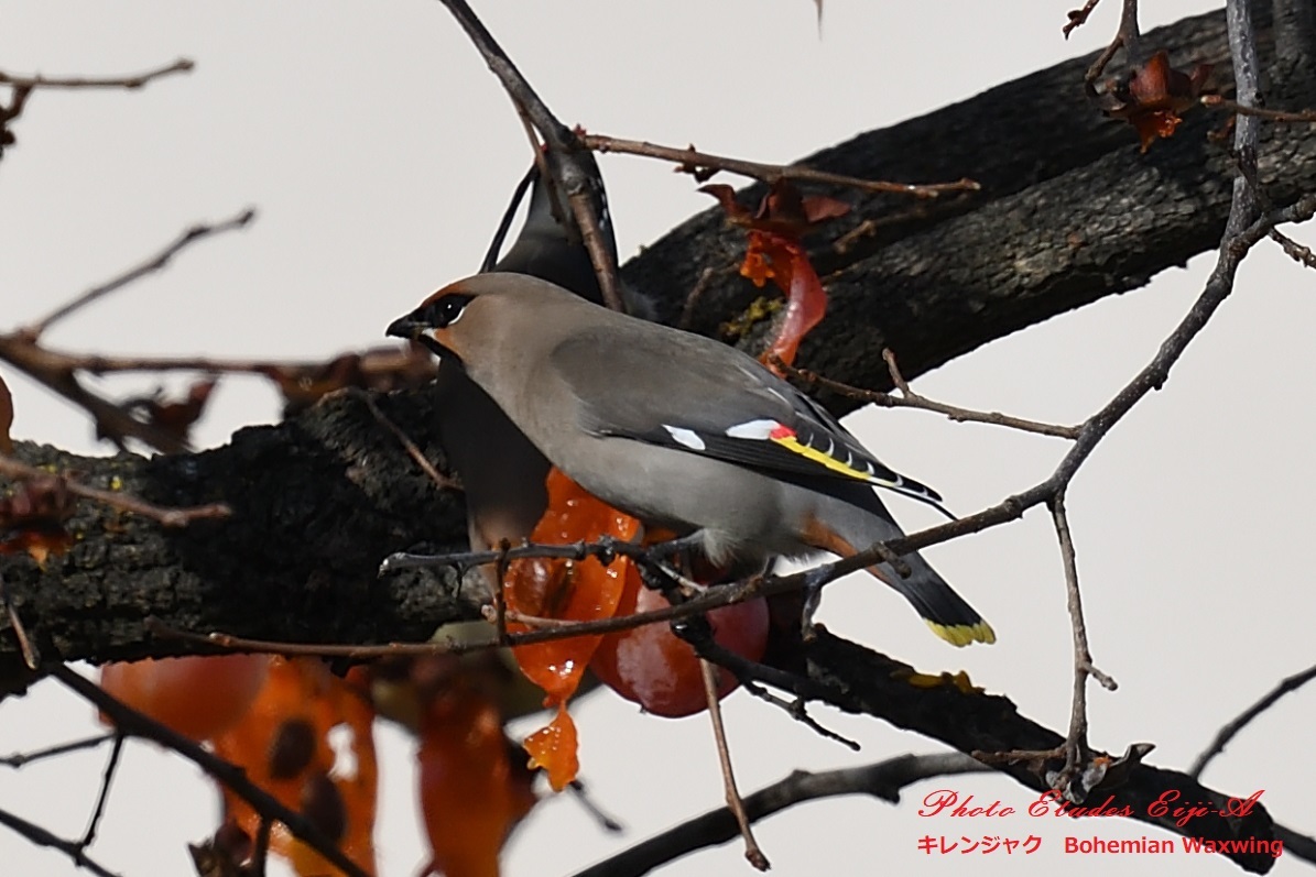 キレンジャクの雌雄判別 フォト エチュード Photo Etudes