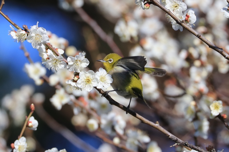 梅の花とウメジロー♪_a0167759_1210314.jpg