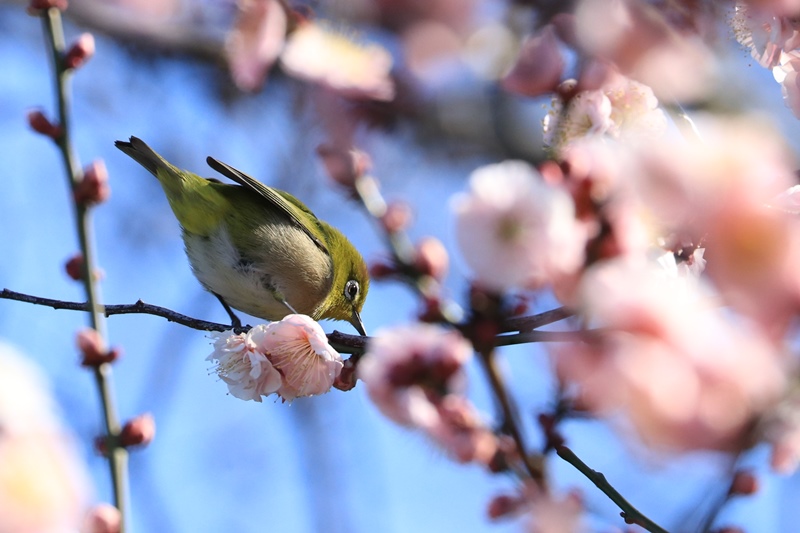 梅の花とウメジロー♪_a0167759_1221961.jpg