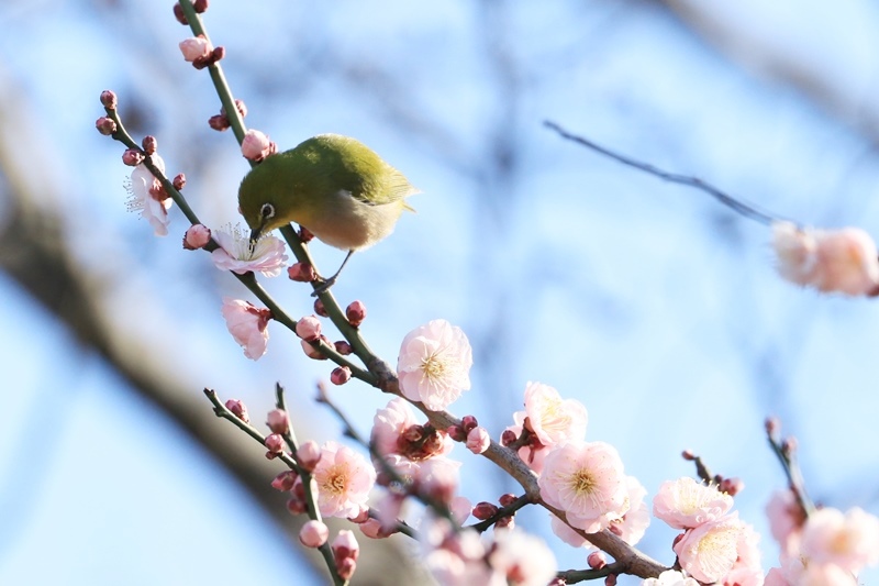 梅の花とウメジロー♪_a0167759_122757.jpg