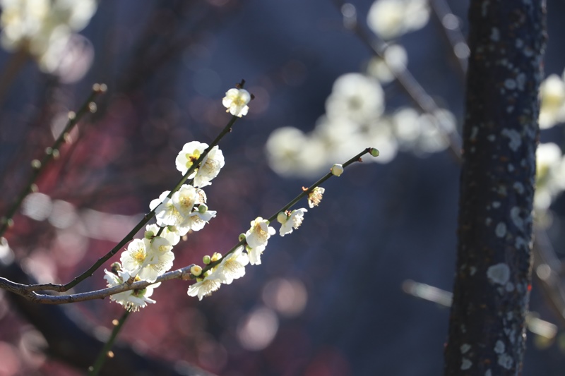 梅の花とウメジロー♪_a0167759_128492.jpg