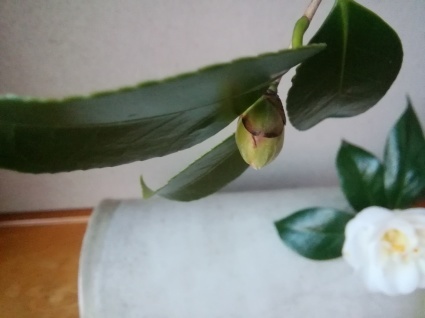 藍のお雛様…_b0368362_21450110.jpg