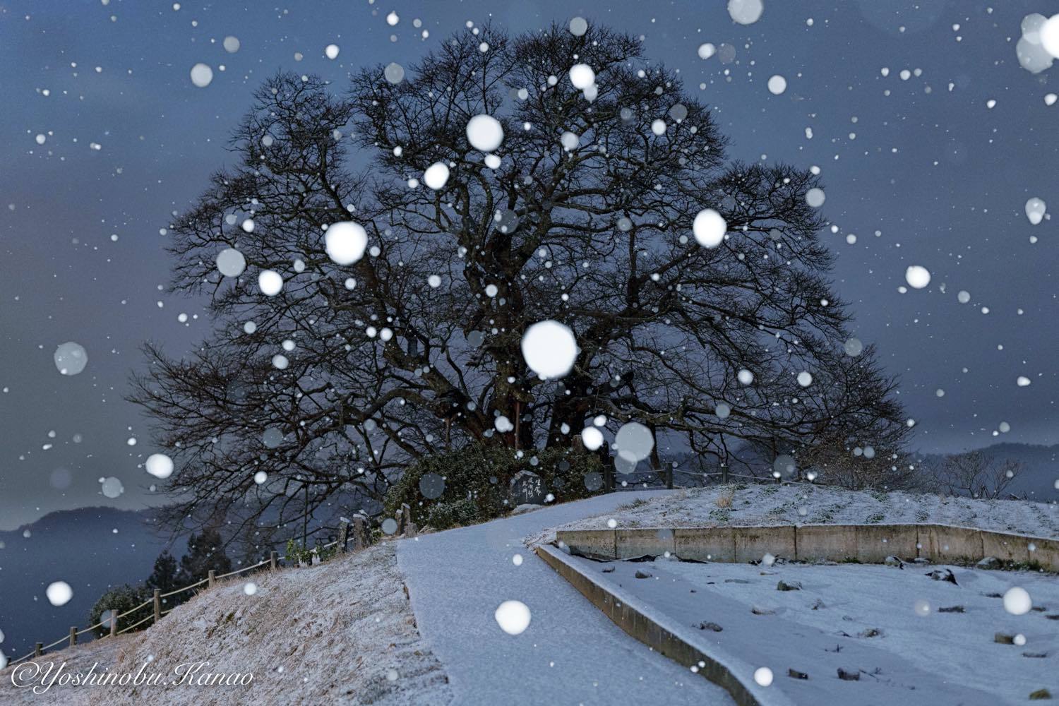 降雪から積雪へ : 写真ブログ「四季の詩」