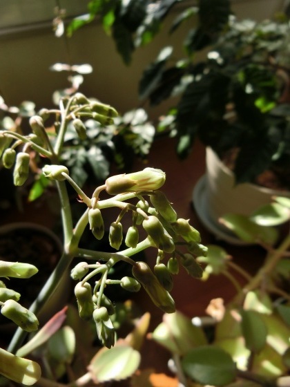 最近のわが家の花たち 子宝草の花が咲いた他 某の雑記帳