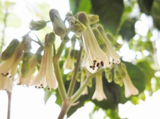 最近のわが家の花たち 子宝草の花が咲いた他 某の雑記帳 最近のわが家の花たち 子宝草の花が咲いた他 某の雑記帳