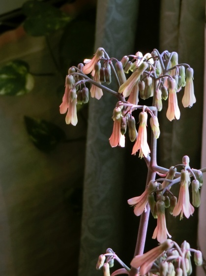 最近のわが家の花たち 子宝草の花が咲いた他 某の雑記帳