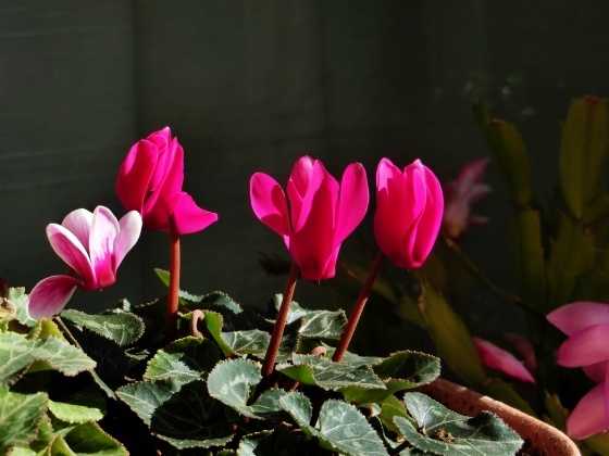 最近のわが家の花たち 子宝草の花が咲いた他 某の雑記帳 最近のわが家の花たち 子宝草の花が咲いた他 某の雑記帳