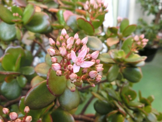 最近のわが家の花たち 子宝草の花が咲いた他 某の雑記帳 最近のわが家の花たち 子宝草の花が咲いた他 某の雑記帳