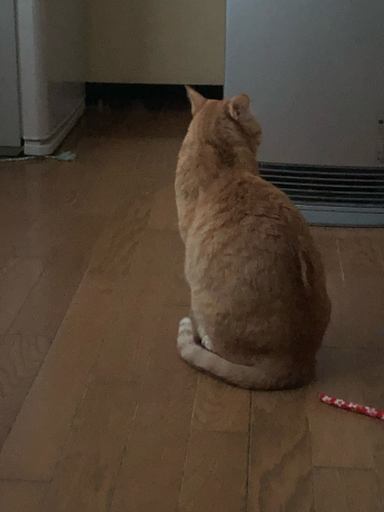 フェリーでのお食事は?_e0355177_12440387.jpg