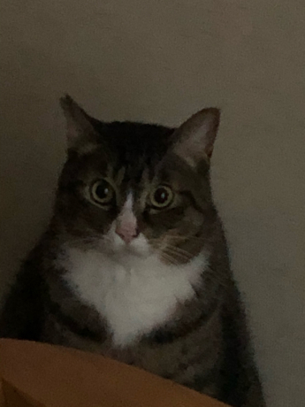 フェリーでのお食事は?_e0355177_12440683.jpg