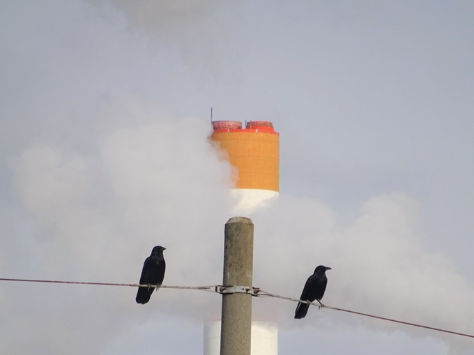 シンメトリー効果 狐狸夢中