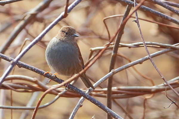 逆行方向に出たカヤクグリ_e0413627_17144705.jpg