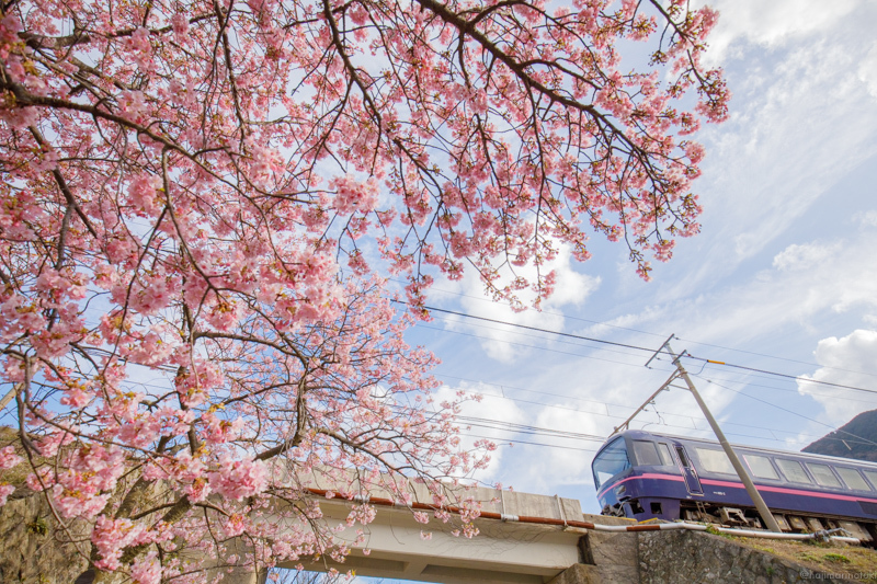 485系「華」と河津桜_b0244560_21083980.jpg