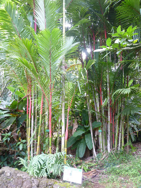 Ho`omaluhia Botanical Garden（ホオマルヒア植物園）＠ハワイでごはん2016冬_c0152767_12382997.jpg
