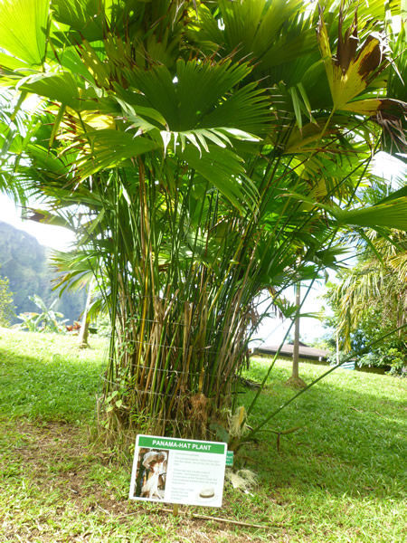 Ho`omaluhia Botanical Garden（ホオマルヒア植物園）＠ハワイでごはん2016冬_c0152767_12391023.jpg