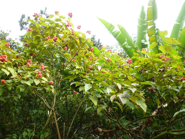 Ho`omaluhia Botanical Garden(ホオマルヒア植物園)@ハワイでごはん2016冬_c0152767_12395202.jpg