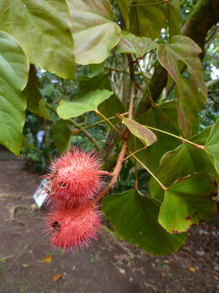 Ho`omaluhia Botanical Garden（ホオマルヒア植物園）＠ハワイでごはん2016冬_c0152767_12401866.jpg