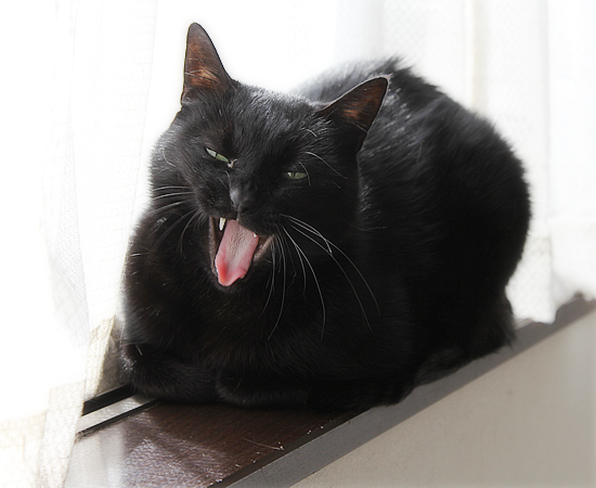 猫の変顔_a0389088_17441824.jpg