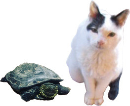 2020年ねこねこいぬねこカレンダー売り上げ寄付のご報告_a0200902_17531990.jpg