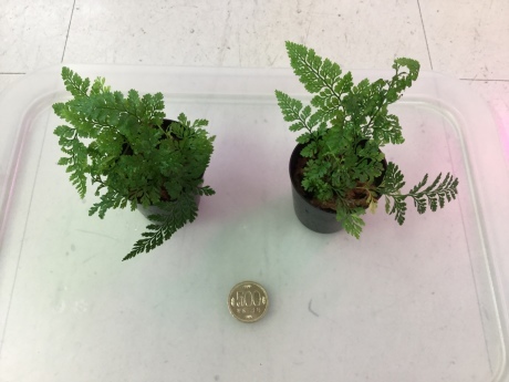 200213 熱帯魚 金魚 めだか 水草_f0189122_12393140.jpeg