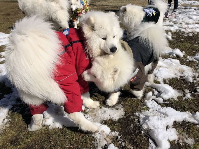 2020年2月雪遊びオフ その1_f0128542_12082237.jpg