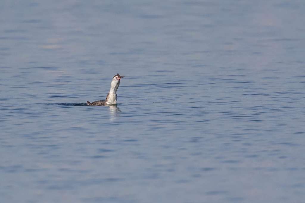 大きい魚を咥えたカンムリカイツブリ_f0044056_15040083.jpg