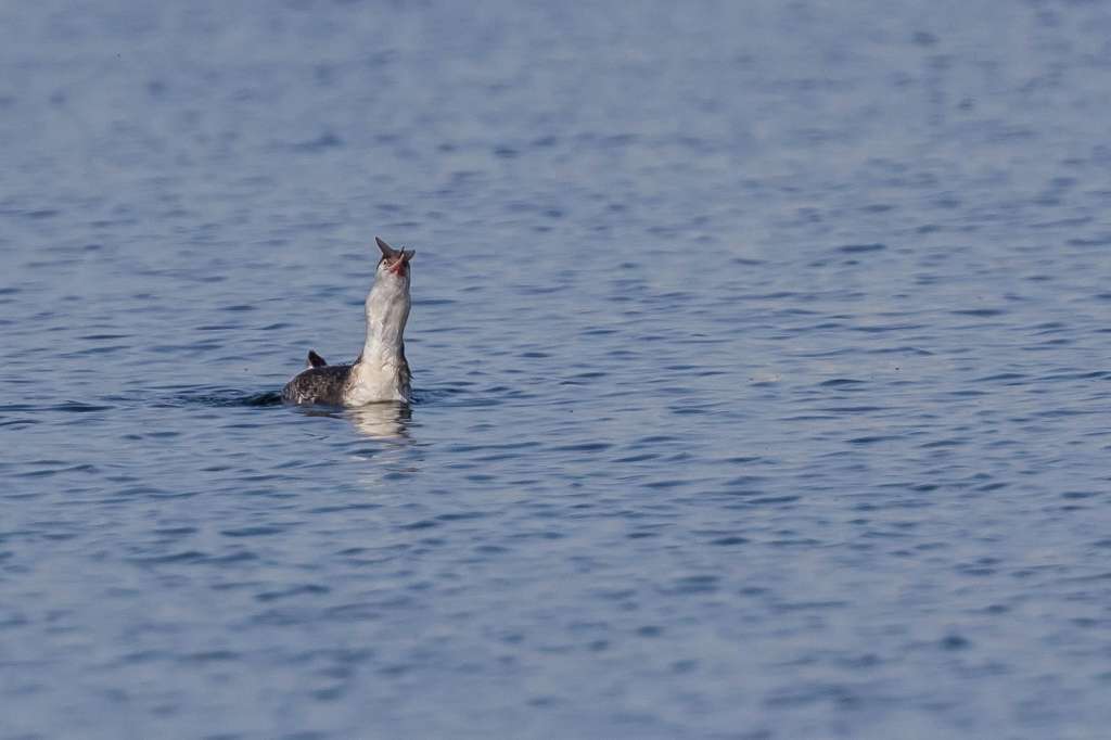 大きい魚を咥えたカンムリカイツブリ_f0044056_15044906.jpg