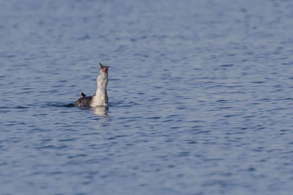 大きい魚を咥えたカンムリカイツブリ_f0044056_15044906.jpg