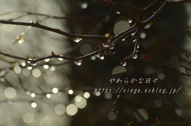 それはですね_a0158478_09445562.jpg