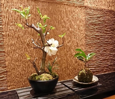 主人の誕生会_a0264383_13564503.jpg