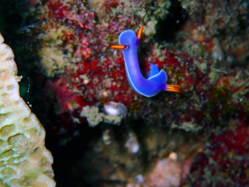 ピピ島でウミウシのパレード(*^_^*)_f0144385_13225083.jpg