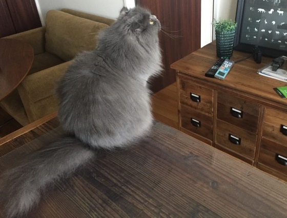 レモン醤油のポークソテー_a0258686_07230729.jpeg