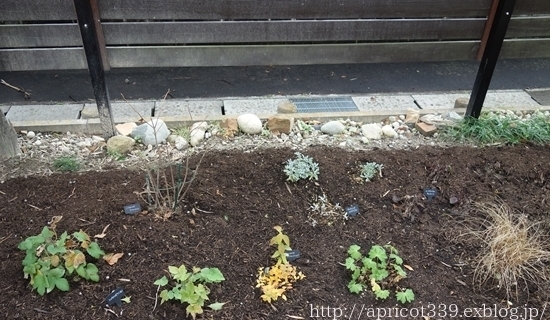 初春の庭しごと フェンス下の雑草対策と宿根草の芽_c0293787_09193047.jpg
