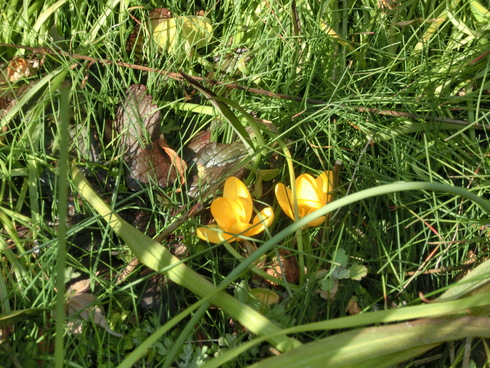 暖かい！ミツバチが飛ぶも、梅の花にも何処にも？花粉は気持ちよく運んでいる。_e0159192_15533488.jpg