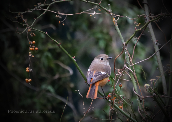 ジョウビタキ:Daurian redstart_b0249597_06472456.jpg