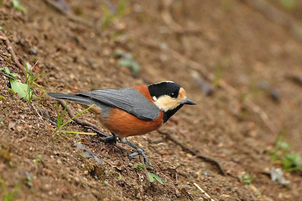 雨の中での鳥撮り_b0024798_15130465.jpg