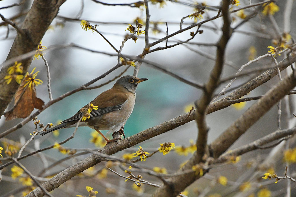 雨の中での鳥撮り_b0024798_15133678.jpg