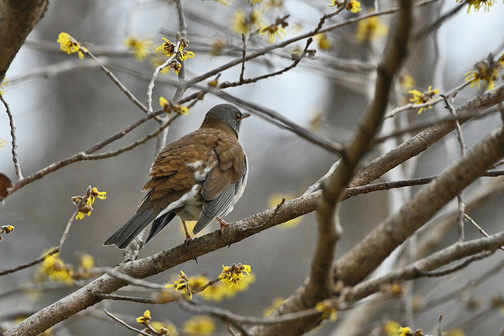 雨の中での鳥撮り_b0024798_15134621.jpg