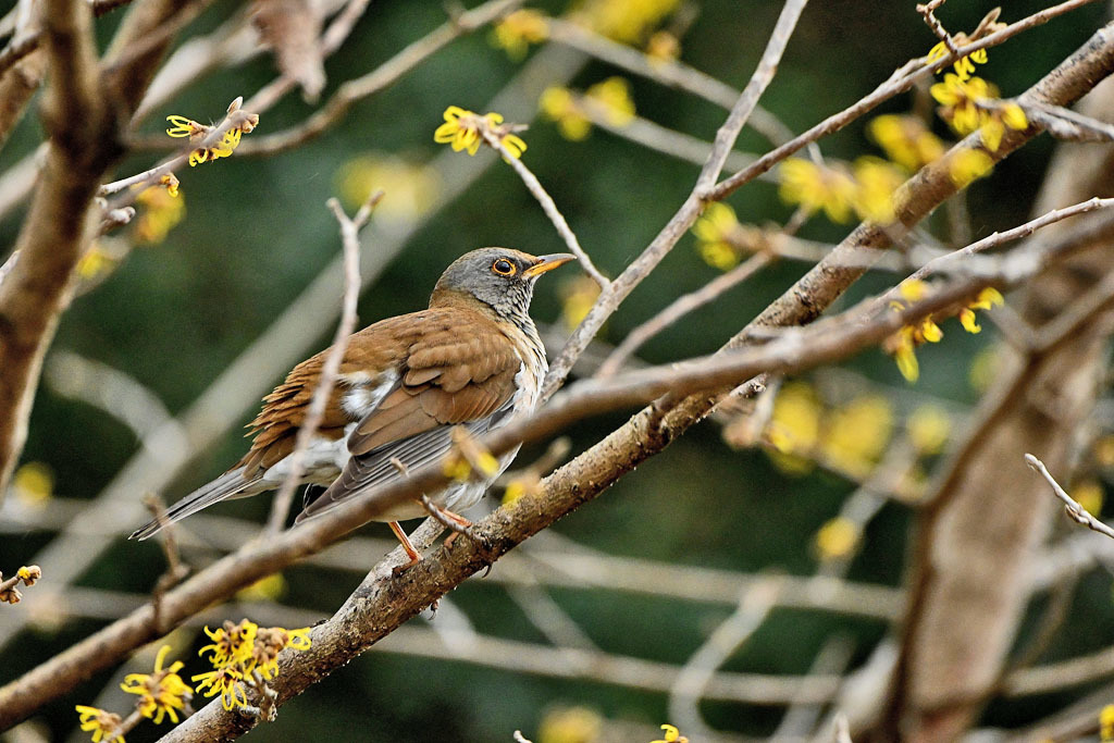 雨の中での鳥撮り_b0024798_15135845.jpg