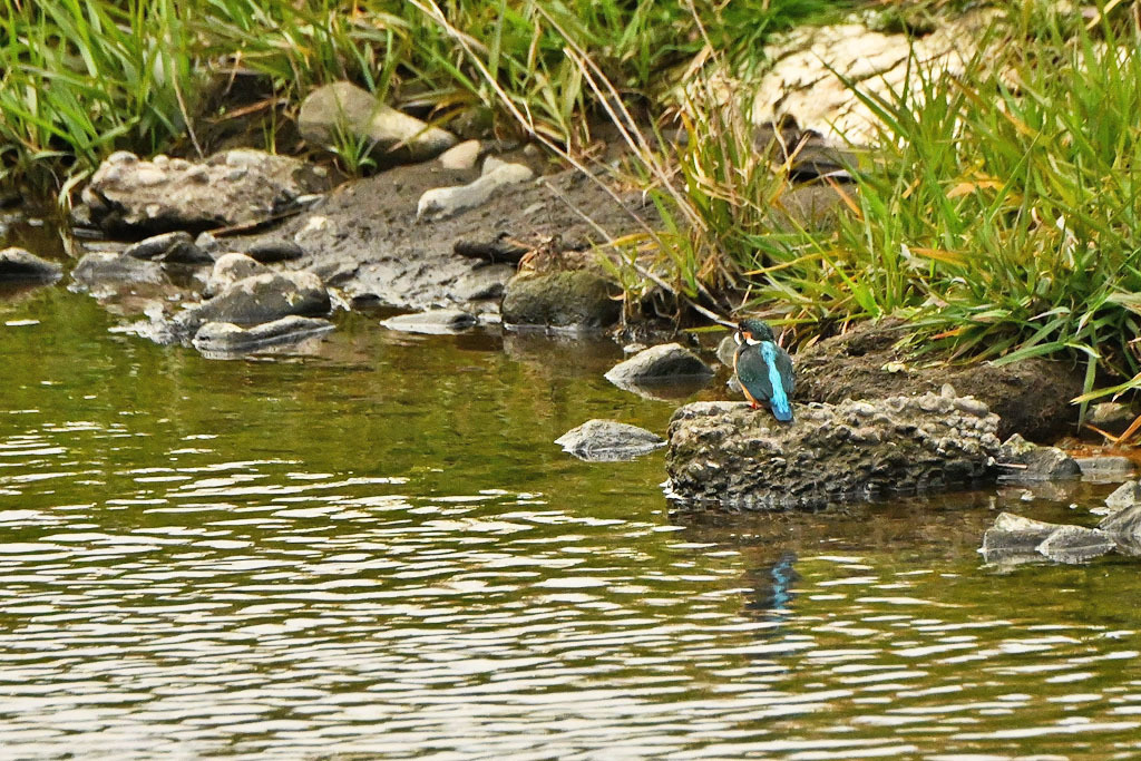 雨の中での鳥撮り_b0024798_15140979.jpg